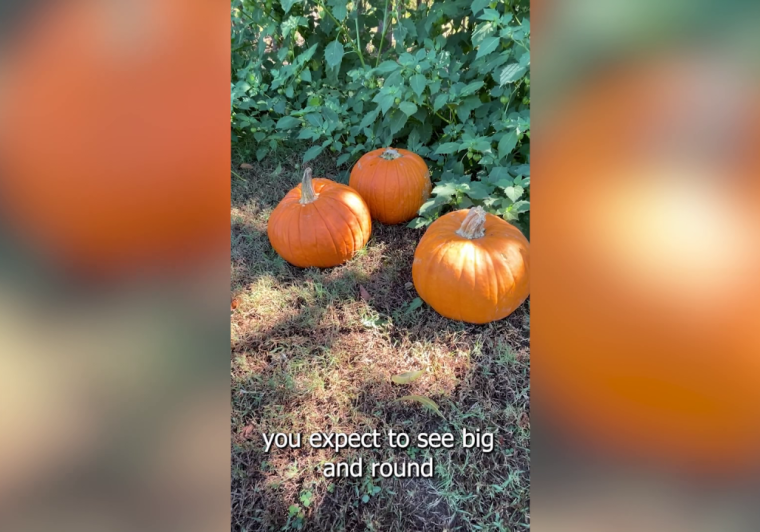 Drought and heat hurt Roland pumpkin harvest at BoBrook Farms
